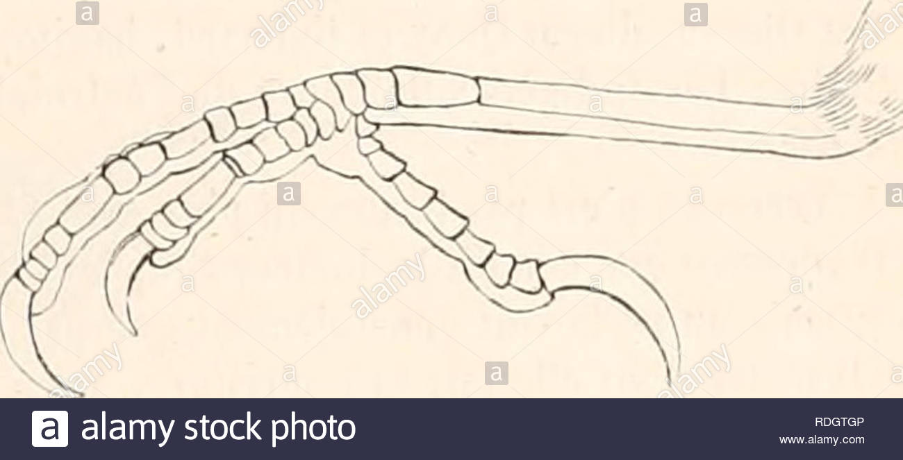 encyclop dhistoire naturelle ou trait plet de cette science daprs les travaux des naturalistes les plus minents de tous les pays et de toutes les poques buffon daubenton lacpde g cuvier f cuvier geoffroy saint hilaire latreille de jussieu brongniart etc etc natural history fi 40 pliiktiirtms caruncuhuiis fiii tio plukitiirnus carunciililii ce genre est tabli sur une espce que la jdupait des auteurs modernes rapportent aux troupiales ou aux carouges mais qui me parat plus voisine des etourneaux quelle lie vritablement avec les RDGTGP