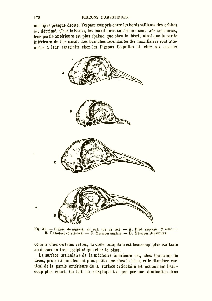 Table De Jardin Avec Trou Central Luxe Darwin C R 1879 De La Variation Des Animaux Et Des