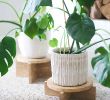 Table De Jardin Bois Beau Diy Modern Wood Plant Stands Plantes