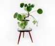 Table De Jardin Bois Et Metal Charmant Mid Century Plant Stand German Mini TriPod Table In White