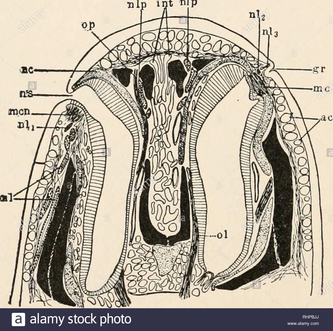 the biological bulletin biology zoology biology marine biology 314 inez whipple wilder and closing the naris develops this consists of a constrictor and a dilatator muscle men and mdn and forms an effective apparatus very characteristic of adult amphibians bruner 96 and 01 i w wilder 09 the naso labial glands have to do with the terrestrial life into which the process of metamorphosis introduces the animal in that they not only keep pliable the thin crescentic fold which by means of the contraction of the constrictor muscle closes the external naris against the entrance RHPBJJ