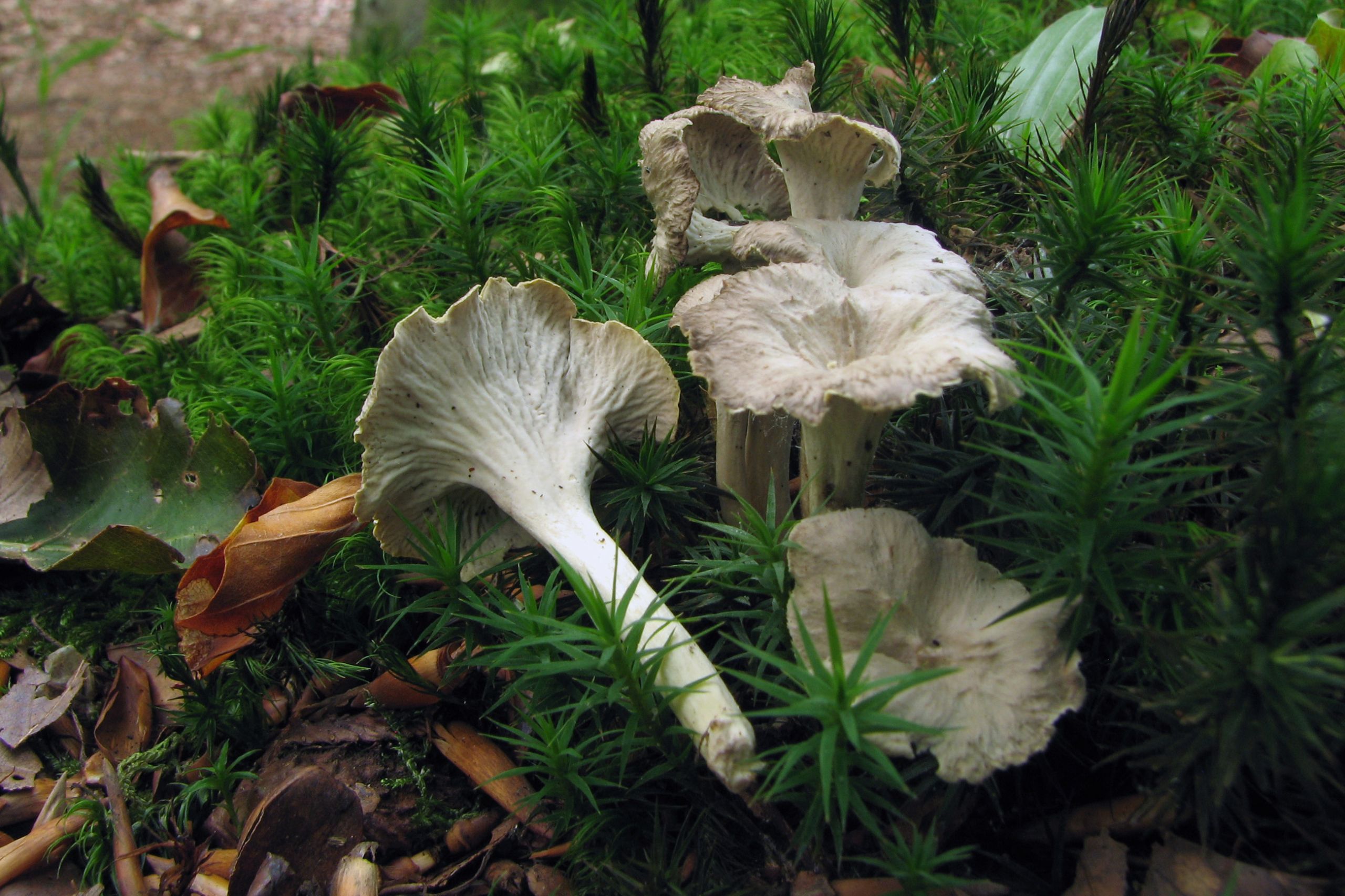 Table En Resine Tressée Unique Craterellus Undulatus Liden Kantarel