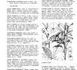 Table Jardin Acacia Frais Dictionary Of Cultivated Plants and their Regions Of