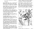 Table Jardin Acacia Frais Dictionary Of Cultivated Plants and their Regions Of