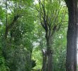 Terrasses Et Jardins Lyon Best Of Parc Des Hauteurs