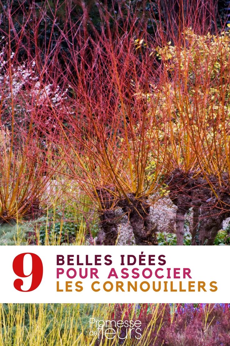 Transat De Jardin Génial Cornouillers   Bois Décoratifs 9 Idées D associations