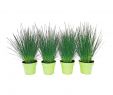Truffaut Salon De Jardin Luxe Juncus Pencil Grass Pot 0 65l