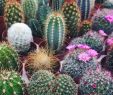 Abri De Jardin Metal De Qualité Inspirant Best Cactus Images In 2020