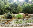 Agapanthe Jardin Beau orto Botanico Di Palermo
