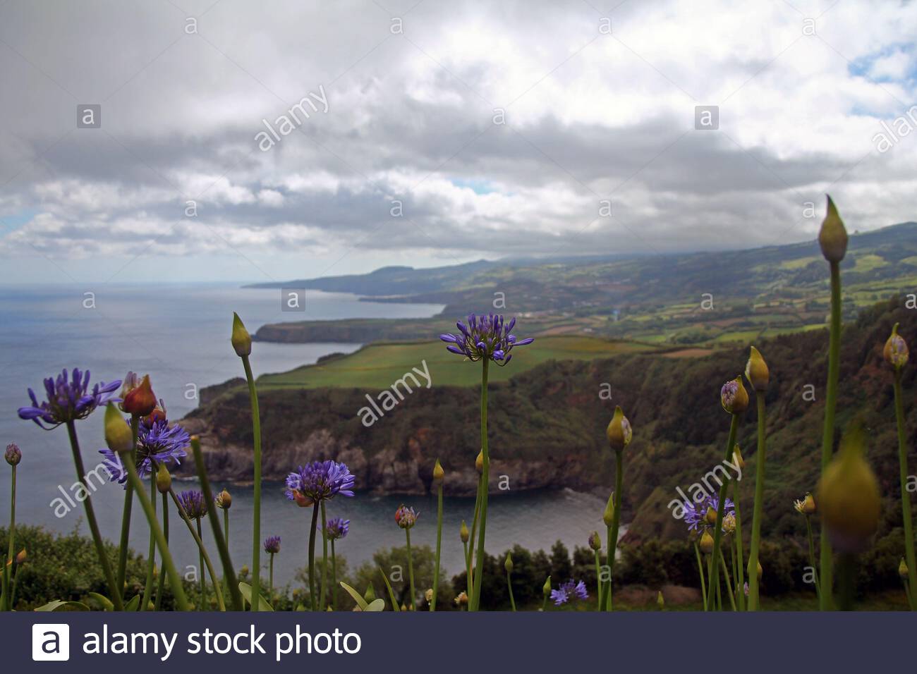 violet agapanthe bleue sur les falaises de sao miguel 2atxc5f