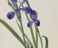 Agapanthe Jardin Élégant Omnia Iris