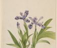 Agapanthe Jardin Frais Omnia Iris