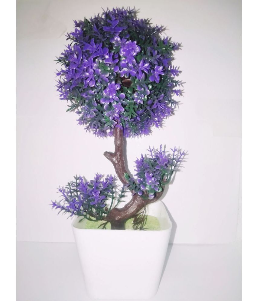 Agapanthe Jardin Inspirant Bonsai Flowering Plants Indoor