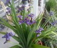 Agapanthe Jardin Inspirant Giant Walking Iris In A Clay Pot On My Front Porch