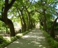 Agapanthe Jardin Nouveau orto Botanico Di Palermo