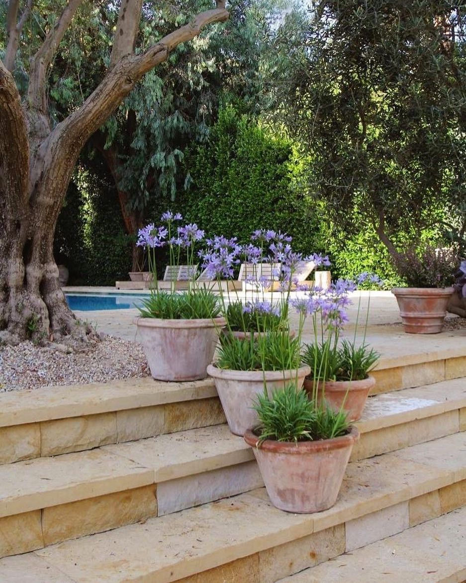 Agapanthe Jardin Nouveau these Terracotta Pots Of Agapanthus Add so Much to these