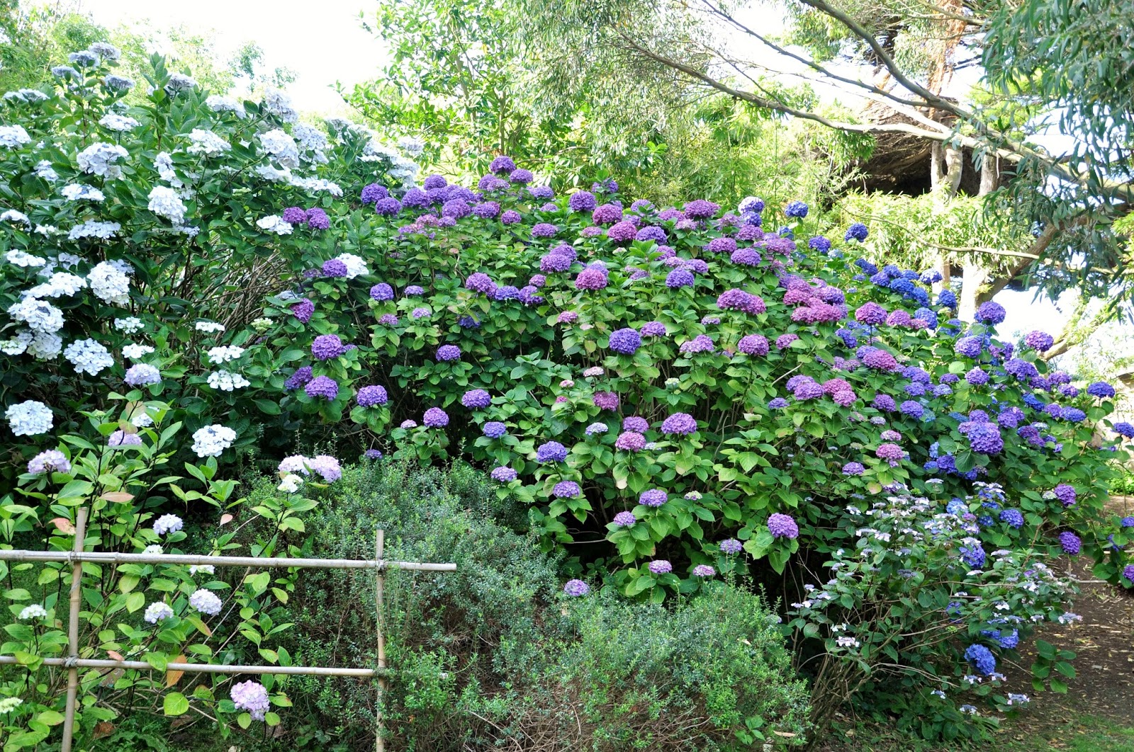 Agapanthe Jardin Unique Summer In French Gardens Garden Map