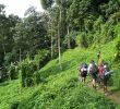 Allée De Jardin Carrossable Élégant Papouasie Nouvelle Guinée — Wikivoyage Le Guide De Voyage