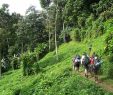 Allée De Jardin Carrossable Élégant Papouasie Nouvelle Guinée — Wikivoyage Le Guide De Voyage