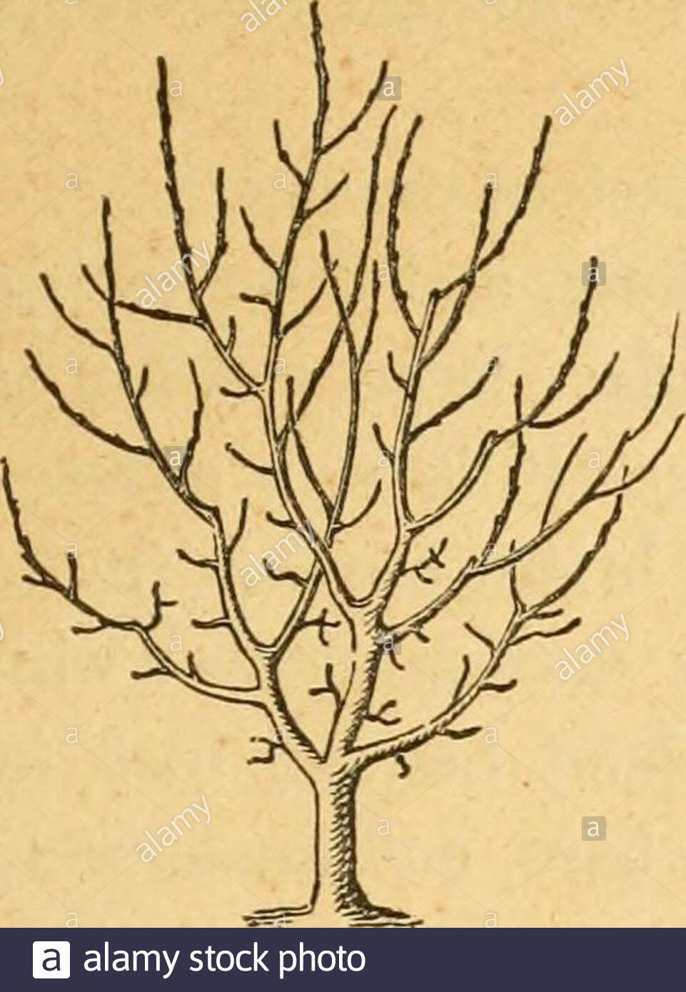 the fruits of america containing richly colored figures and full description of all the choicest varieties cultivated in the united states the d ote ttk b ouij sock p ear iriluts of amebic rut lp ndiawif rotnlllittf cxrf iiuj hijslxaj y s o the doyenne boussock pear scribed as follows doyenne boussock magazine of horticulture vol xiii p 68 doyenne boussock nouvelle american orckardisl 3d eddoyenne broussach of some french collections it is somewhat remarkable that a pear pos sessing the excellent qualities of the doyenneboussock should not have had a 2AJMEMB