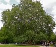 Allée Jardin Élégant Valued Image Set Buffon S Plane Tree In Jardin Des Plantes