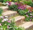 Aménagement Allée De Jardin Génial Flowery Rockery Tajomstvá ºspeÅ¡nej Alpskej Záhrady V 70