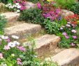 Aménagement De Jardin Beau Flowery Rockery Tajomstvá ºspeÅ¡nej Alpskej Záhrady V 70