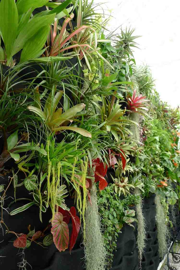 amenagement jardin vertical palntes fleurs exotiques