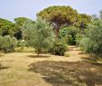 Aménagement Paysager Jardin Inspirant Exotic Paysage Elagueur Et Arboriste   Vidauban