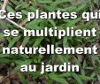 Aménager son Jardin Pas Cher Unique Aménagement D Une Terrasse Parisienne Plantiste épisode