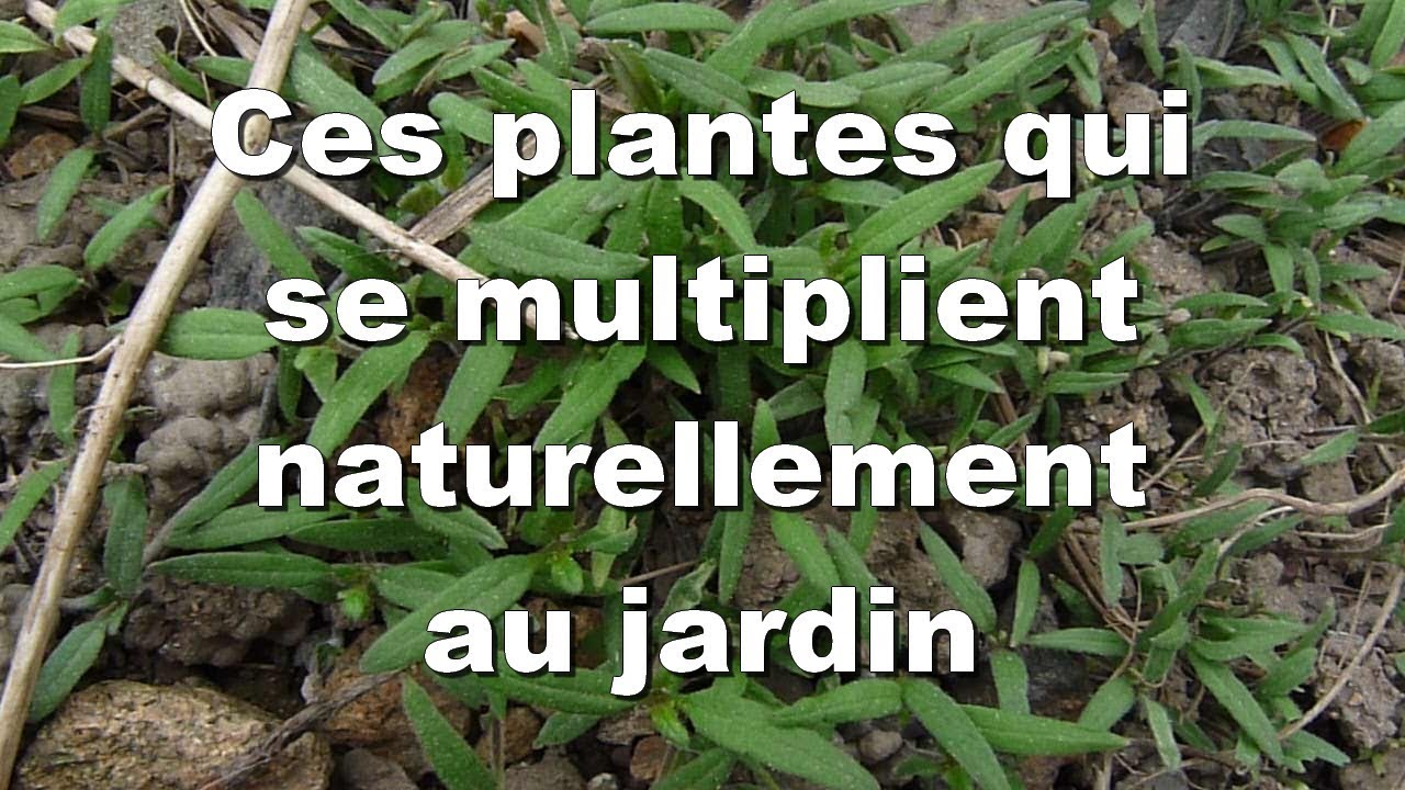 Aménager son Jardin Pas Cher Unique Aménagement D Une Terrasse Parisienne Plantiste épisode