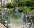 Amenager Un Jardin Best Of Bassin D Eau Dans Le Jardin