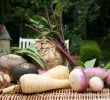 Amenager Un Jardin Charmant Sept Légumes Racines Faciles   Cultiver