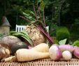 Amenager Un Jardin Charmant Sept Légumes Racines Faciles   Cultiver