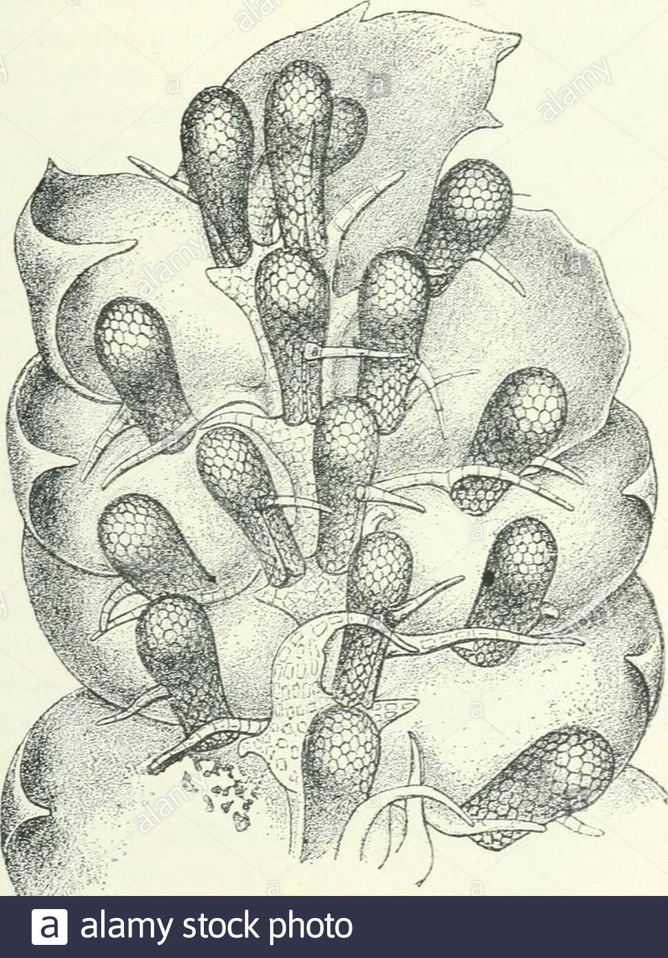 organography of plants especially of the archegoniatae and spermaphyta hebedeutung in flora ixxvii 1893 p 431 plate viii and ix figs i 2 see goebel op cit p 430 plate viii and ix fig 3 see goebel op cit p 430 plate viii and ix fig is id morphologische und biologischestu n i uber epiphytische fame und muscineen in annales du jardin botanique de buitenzorgviii888 plate v fig 53 with regard to their configuration see goebel pflanzenbiologische schilderungen i 1ss9 p tfigs 78 79 although this was published in 18s9 it has recently been 2ANEN7N