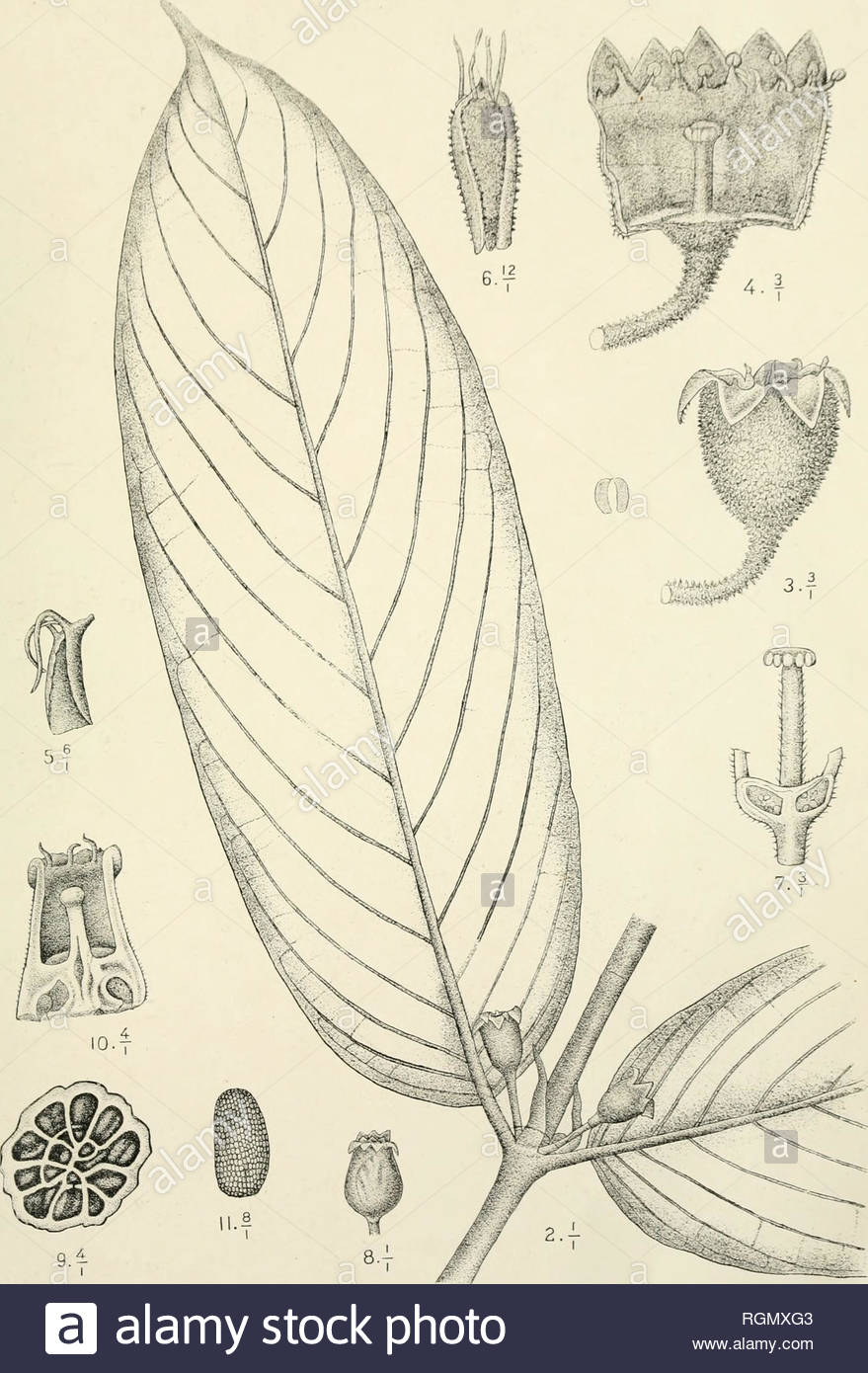 anvers guide histoire institutions description des monuments et oeuvres dart mblait une jolie ville quil taiirempli de boutiques et de guinguettes on voit par atmoignage dil y a deux sicles quaujourdhui encore ina rien perdu de sa vieille rputation borgerhout occupeiune tendue prsquaussi grande que mainte ville de prhvince on value sa population environ vingt mille raesi i ladministration a publi en 1861 uu charmant volume sous le titre de prome nade au jardin de zoologie dnrc7fpar m iult gens 231 le vieil antees guide promexade our le touriste 2AN3NRH