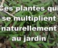 Aménager Un Petit Jardin Inspirant Aménagement D Une Terrasse Parisienne Plantiste épisode