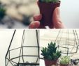 Aménager Un Petit Jardin Unique Terrarium à¸ªà¸³à¸ à¸£à¸±à¸à¸à¸·à¸ à¸à¸²à¸£à¸à¸§à¸à¸§à¸´à¸à¸²à¸à¸µà¹à¸à¸°à¸à¸³à¸¡à¸±à¸à¹à¸¥à¸°à¸à¸§à¹à¸² 70 à¸£à¸¸à¹à¸