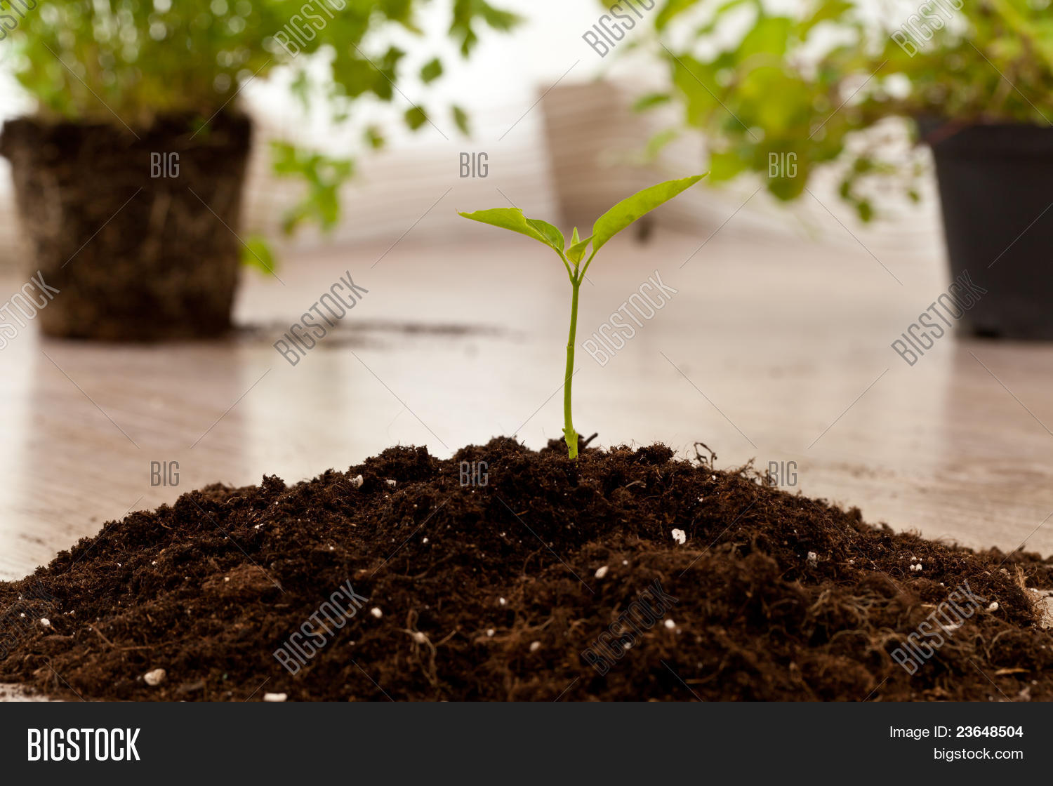 André Jardin Élégant Stock Photo