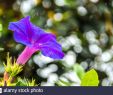 Apanages Jardin Best Of Planta Stock S & Planta Stock Page 4 Alamy