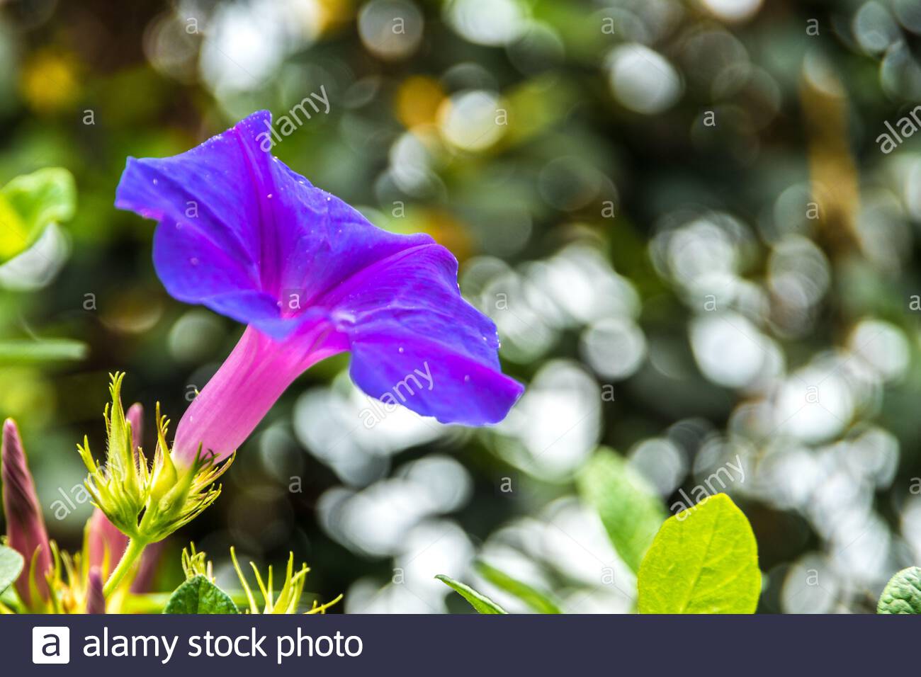 beautiful violet bells 2AM1HCM