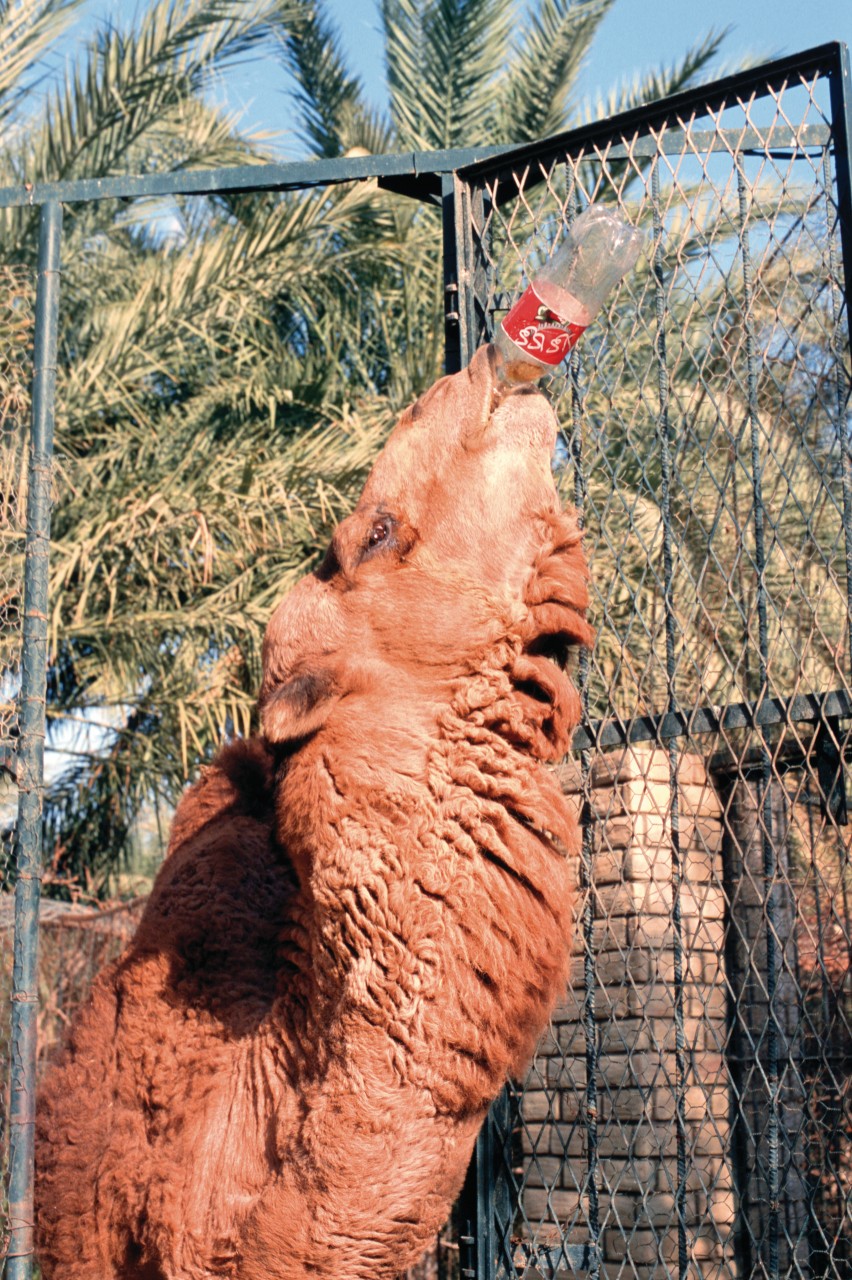 tozeur jardin du paradis et zoo du sahara