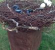 Armoire De Jardin Metal Génial Barbed Wire Birds Nest Sculpture Bendigo Artist