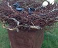 Armoire De Jardin Metal Génial Barbed Wire Birds Nest Sculpture Bendigo Artist