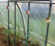 Astuce Jardin Élégant astuce D Arrosage Pour Les tomates Il Faut Penser A Faire
