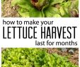 Astuce Jardin Unique How to Harvest Lettuce and Extend Your Crop by Months