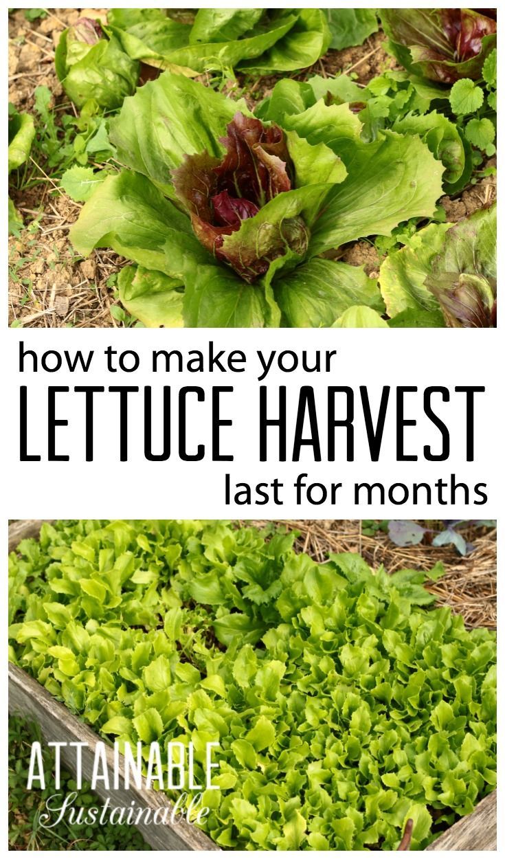 Astuce Jardin Unique How to Harvest Lettuce and Extend Your Crop by Months