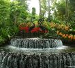 Au Jardin Fleuri Élégant 100 [ Kit Haie Fleurie ]