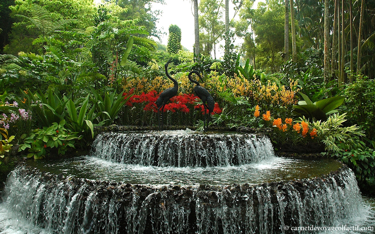 Au Jardin Fleuri Élégant 100 [ Kit Haie Fleurie ]