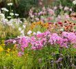 Au Jardin Fleuri Élégant Les Plantes Vivaces Les Alliées De Votre Jardin